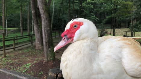 Eine-Weiße-Flugente-Sitzt-Allein-Auf-Einem-Alten-Holzzaun-In-Einem-Waldpark-In-Praia-Horto,-Brasilien-–-Nahaufnahme