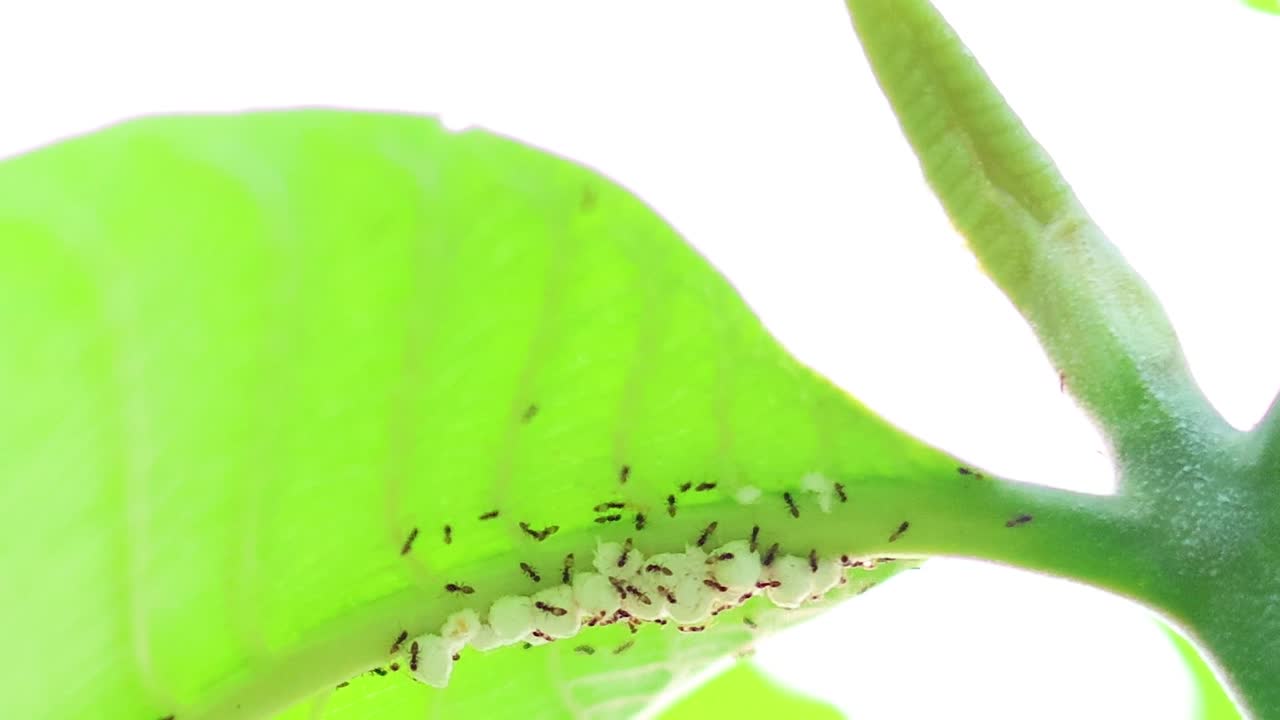 Close-up shot of numerous small ants moving across a vibrant green leaf against white