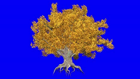 3d european beech tree in autumn fall season, with wind effect on blue screen 3d animation