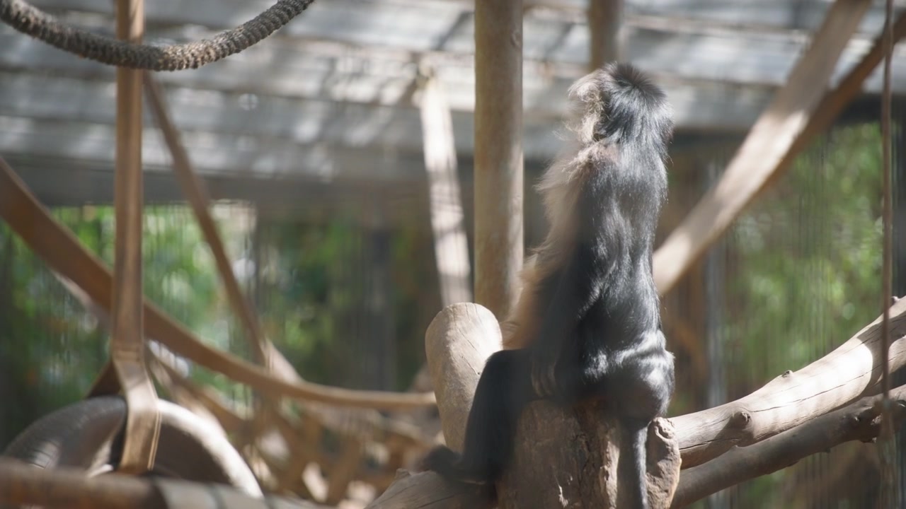 動物園の丸太に座るマカク