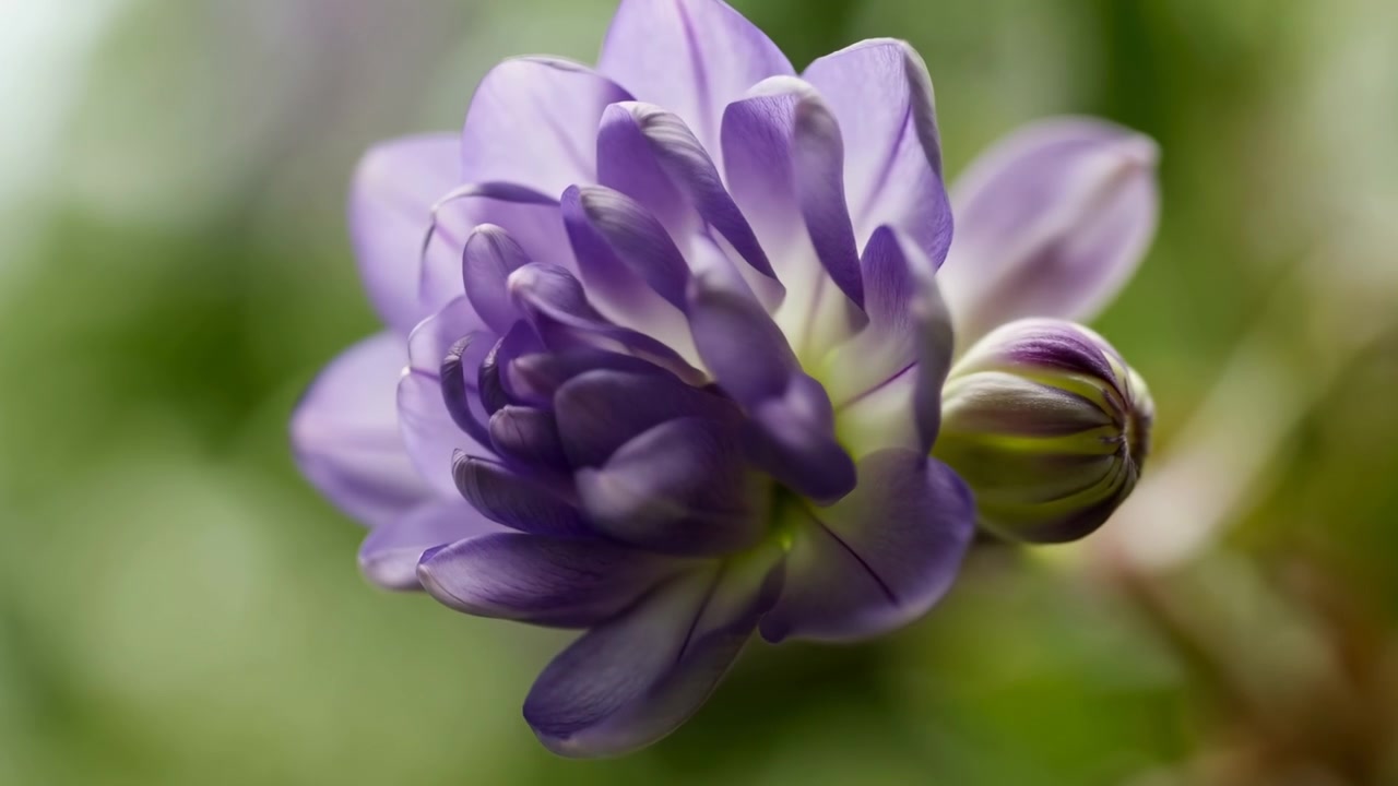 Nærbillede af lilla blomsterknop, der blomstrer i blød grøn bokeh, makro botanikerstudie fanger lagdelte kronblade.