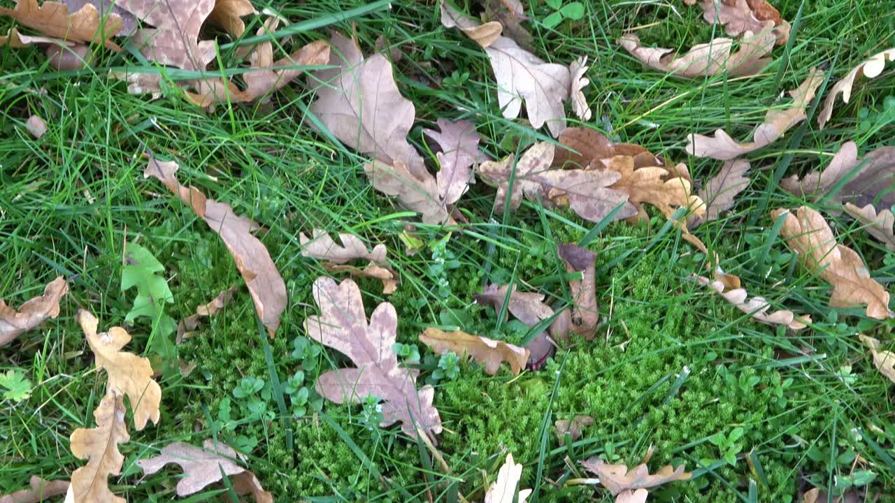 hermosas hojas de colores de otoño moviéndose en el viento en un prado de musgo verde