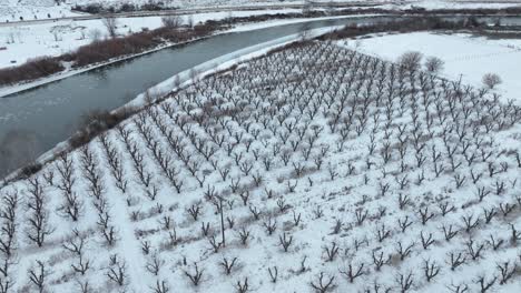 drone shot of snow covering an apple orchard along the yakima river