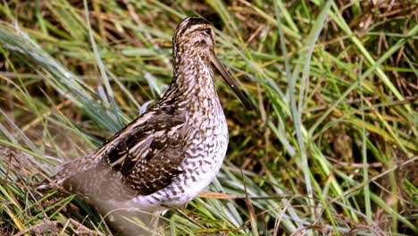 macro shot of african common snipe in wild nature , unique species of birds