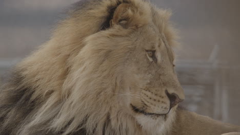 african lion close up face slow dolly