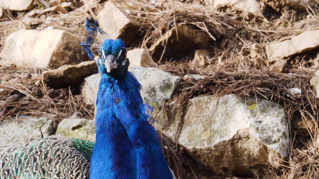 Close-up of a Blue Peacock