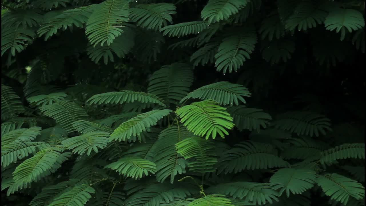 влажные зеленые листья