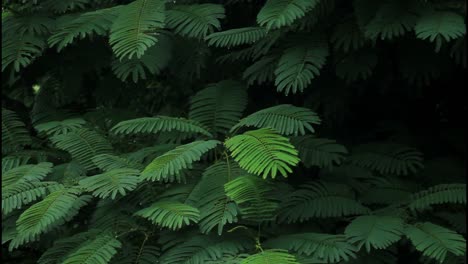 green wet leaves