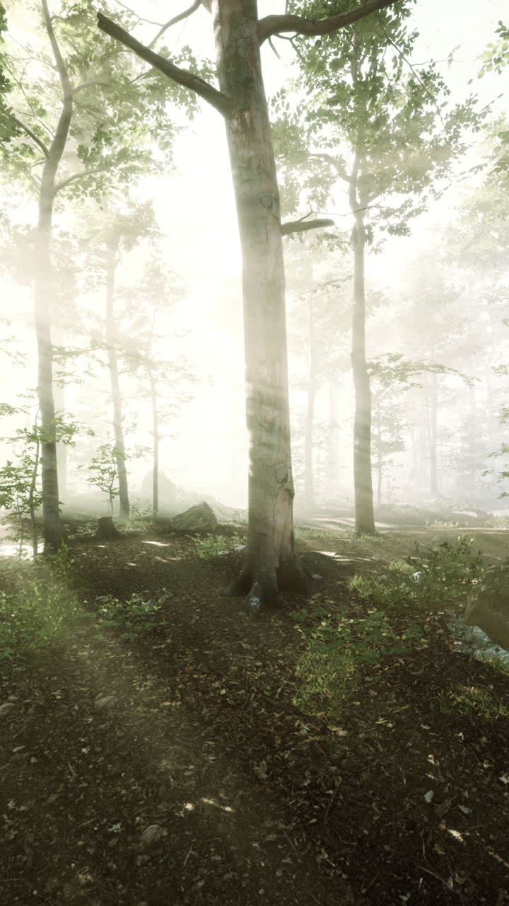 안개가 있는 숲에서 해가 뜨고