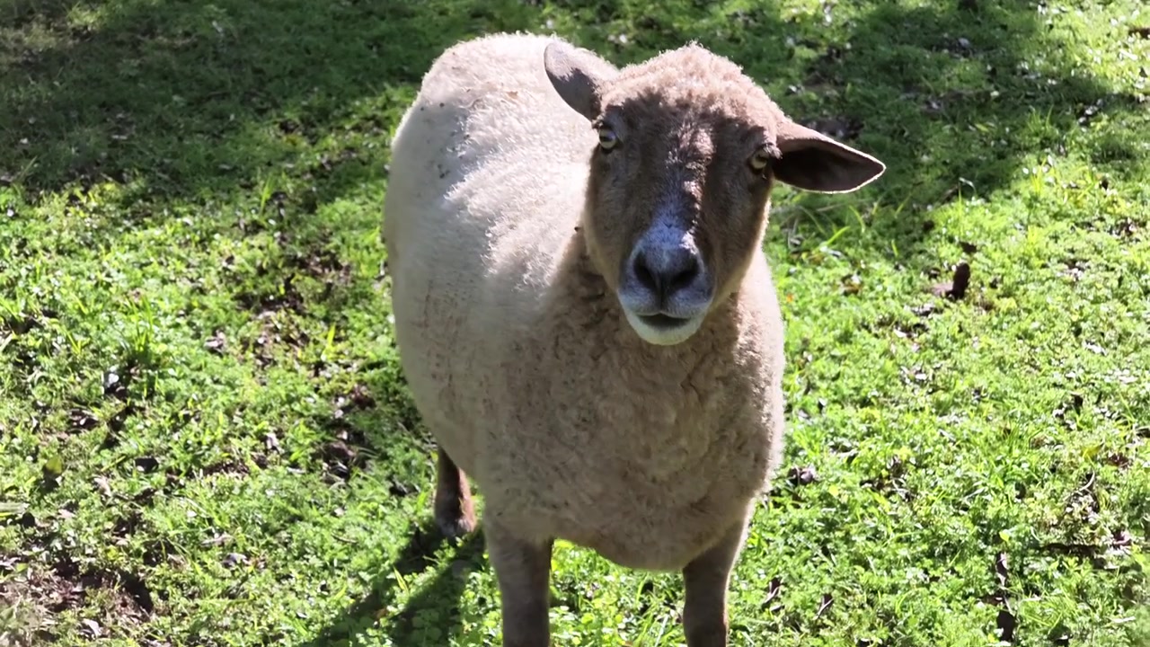 Pecora domestica, Ovis aries, si trova su un pascolo erboso e guarda verso la fotocamera, mostrando il suo spesso vello di lana durante un lento dolly in