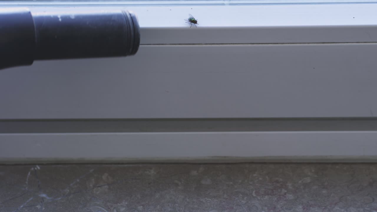 una mosca solitaria en el alféizar de una ventana es absorbida repentina y rápidamente por una aspiradora
