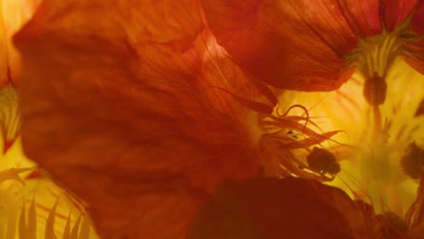 extreme close up of nasturtium flowers