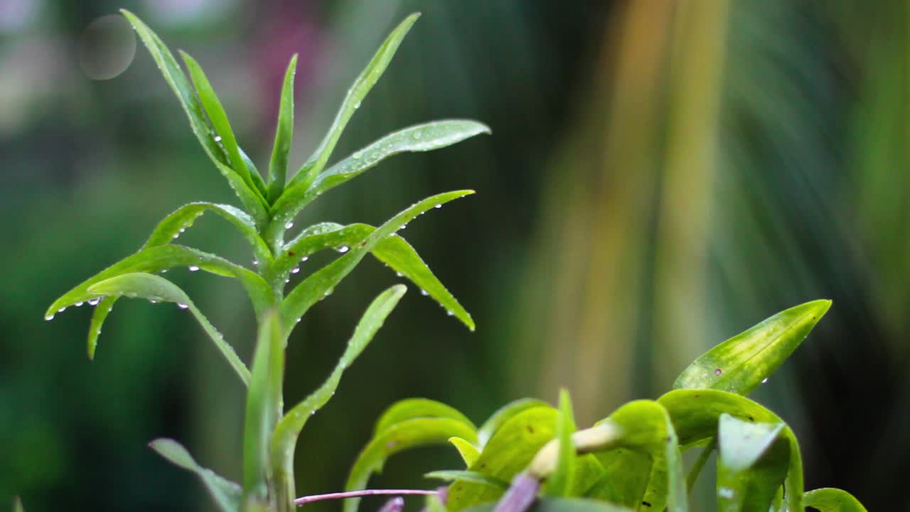 태국 남부의 종려나무 새싹에 내리는 비
