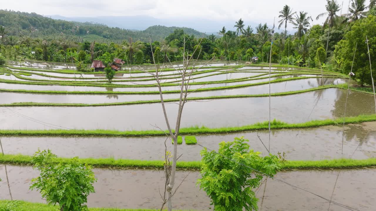 4K drone shot over lush rice terraces in Munduk, Bali, showing ...