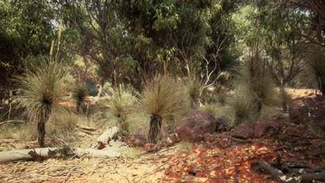 australian outback landscape