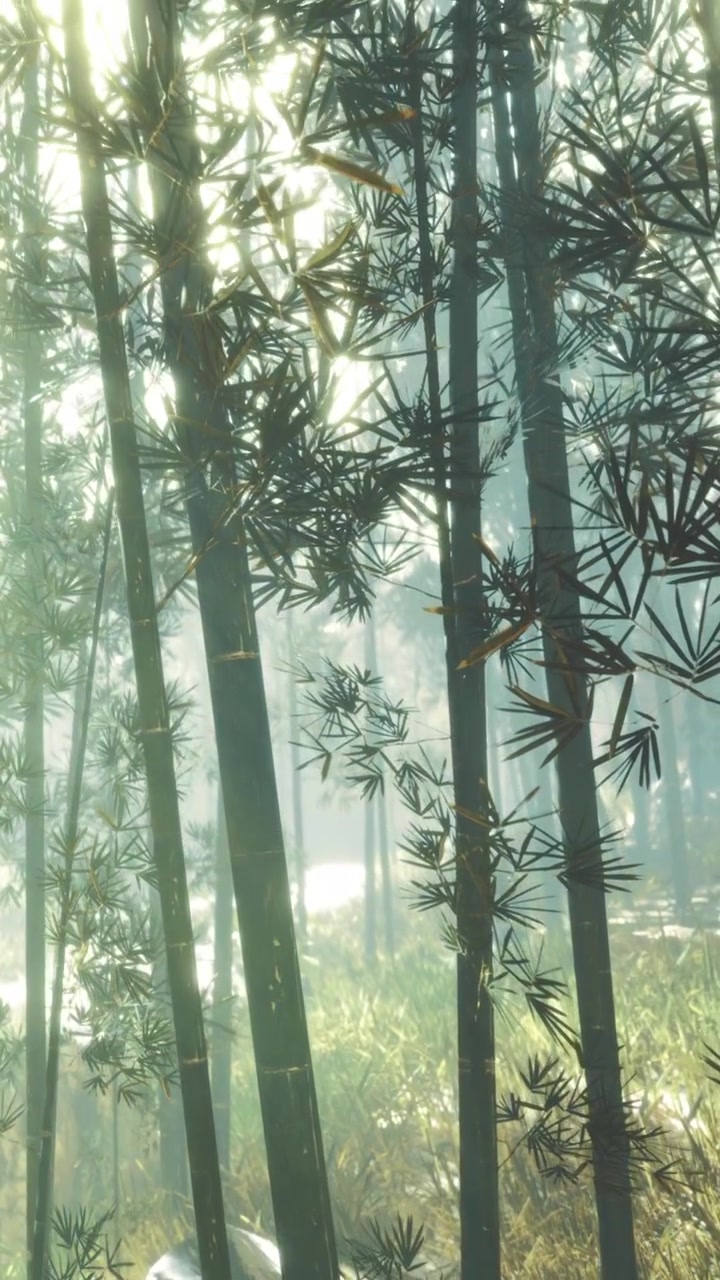 Raggi di luce che filtrano tra gli alberi di bambù in un paesaggio forestale al mattino.