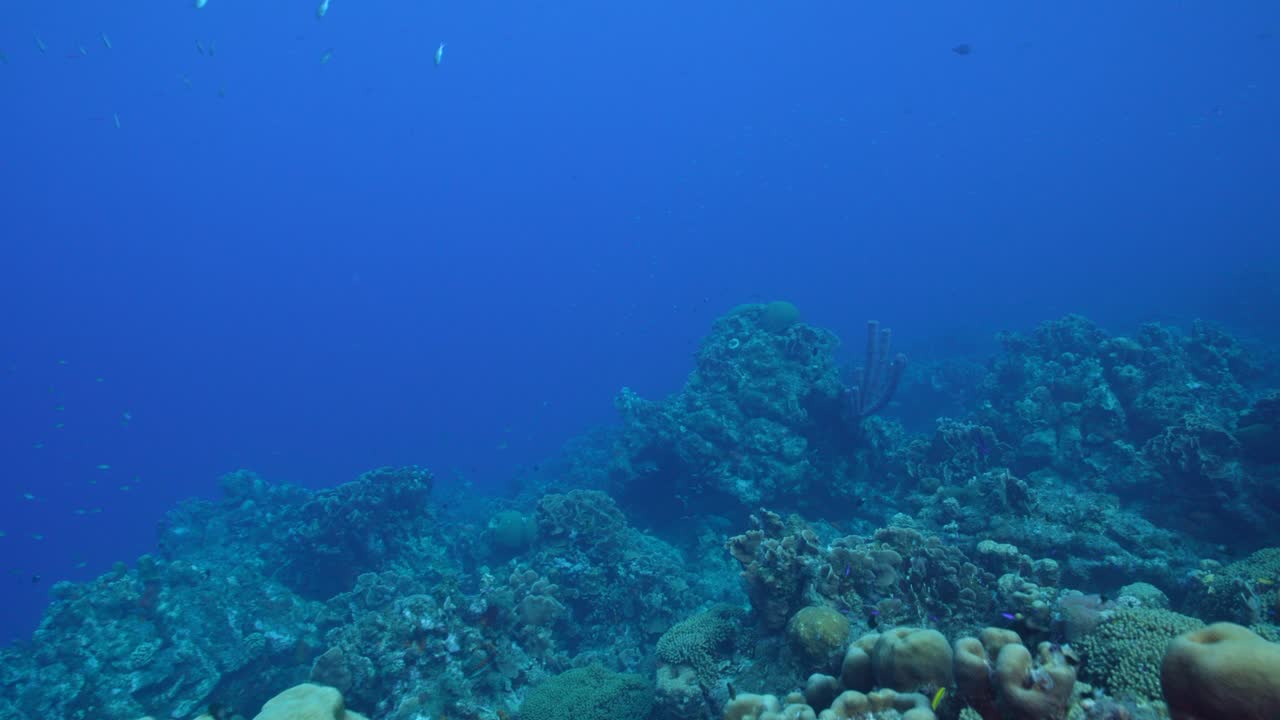 paisaje marítimo con varios peces, corales y esponjas en las aguas turquesas del arrecife de coral en el mar caribe alrededor de curaçao