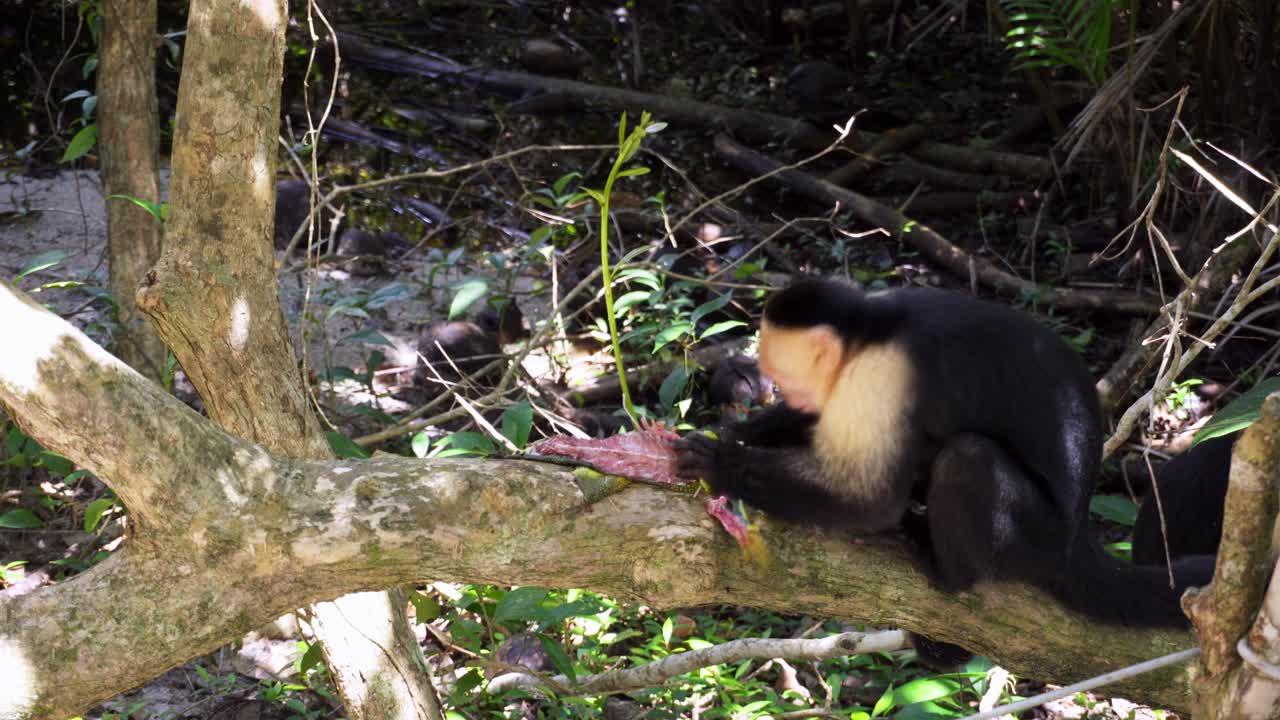 mono comiendo un lagarto con un segundo mono escalando en la espalda en una selva tropical costarricense en un día soleado