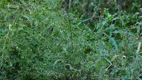 Grauer-Vogel,-Der-Von-Dünnen-Ästen-Herunterspringt