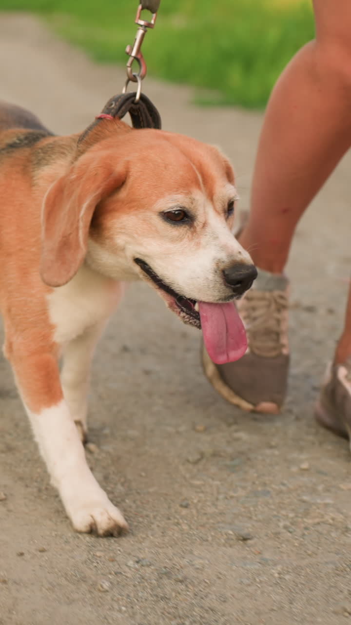 Individual walking along dusty gravel road in rural environment, wearing casual sneakers, with beagle on leash walking beside, dog's tongue out, greenery in background