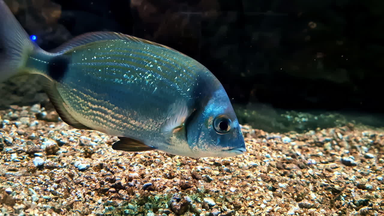 Close-up of a Single Fish in an Aquarium