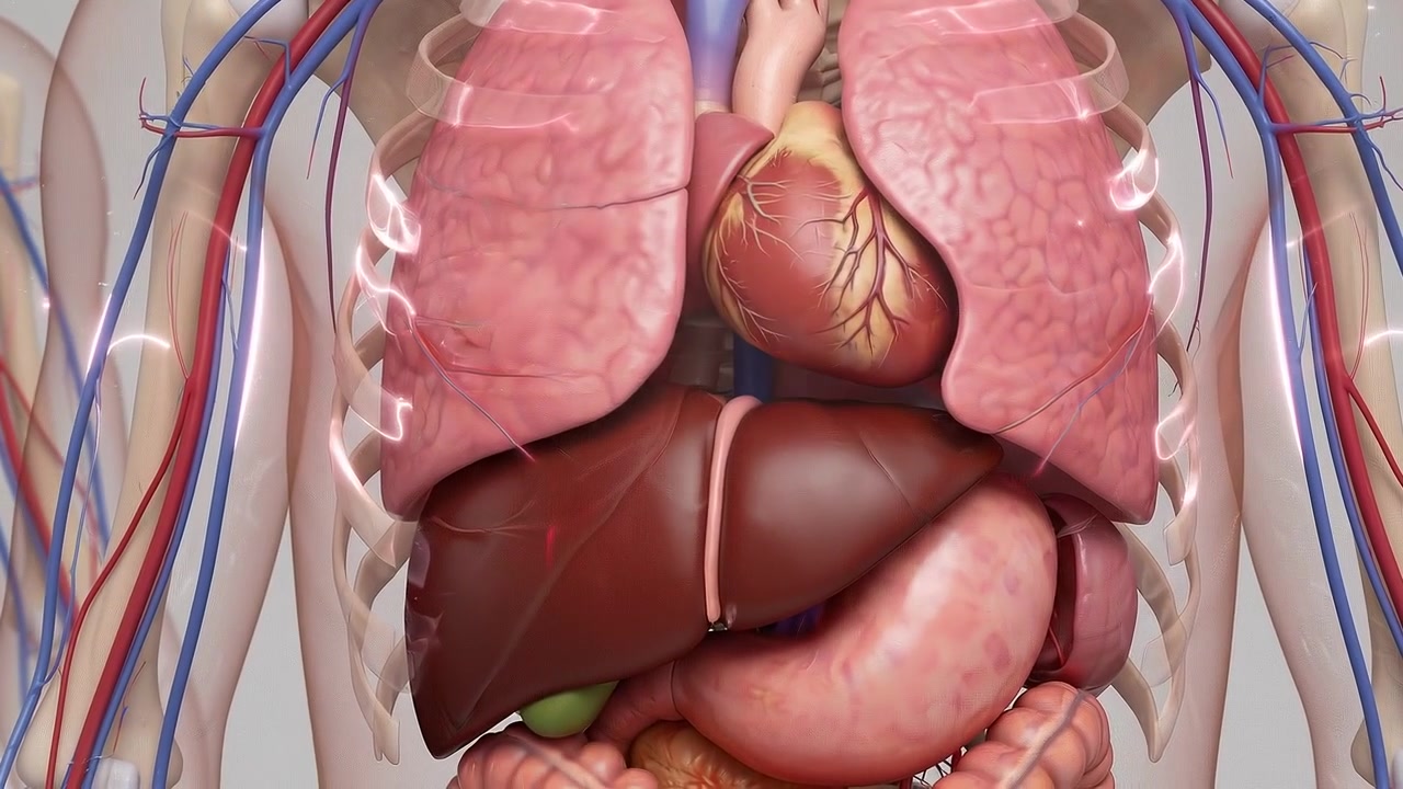 Anatomical Models of Human Body Displaying Respiratory and Circulatory Systems