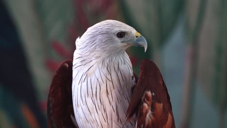 especies de aves carroñeras, detalles de cerca de una cometa brahminy, haliastur indus, águila marina de lomo rojo con pico enganchado contra fondo borroso