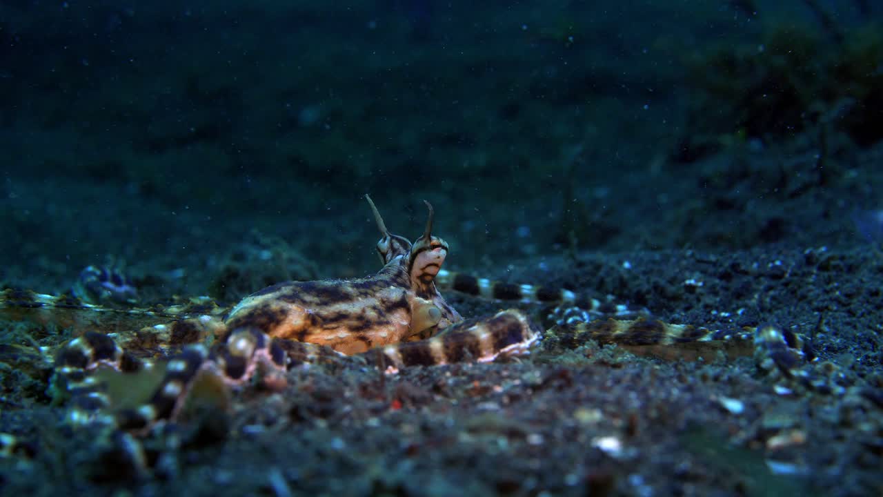 wunderpus pulpo lembeh indonesia 4k 25fps