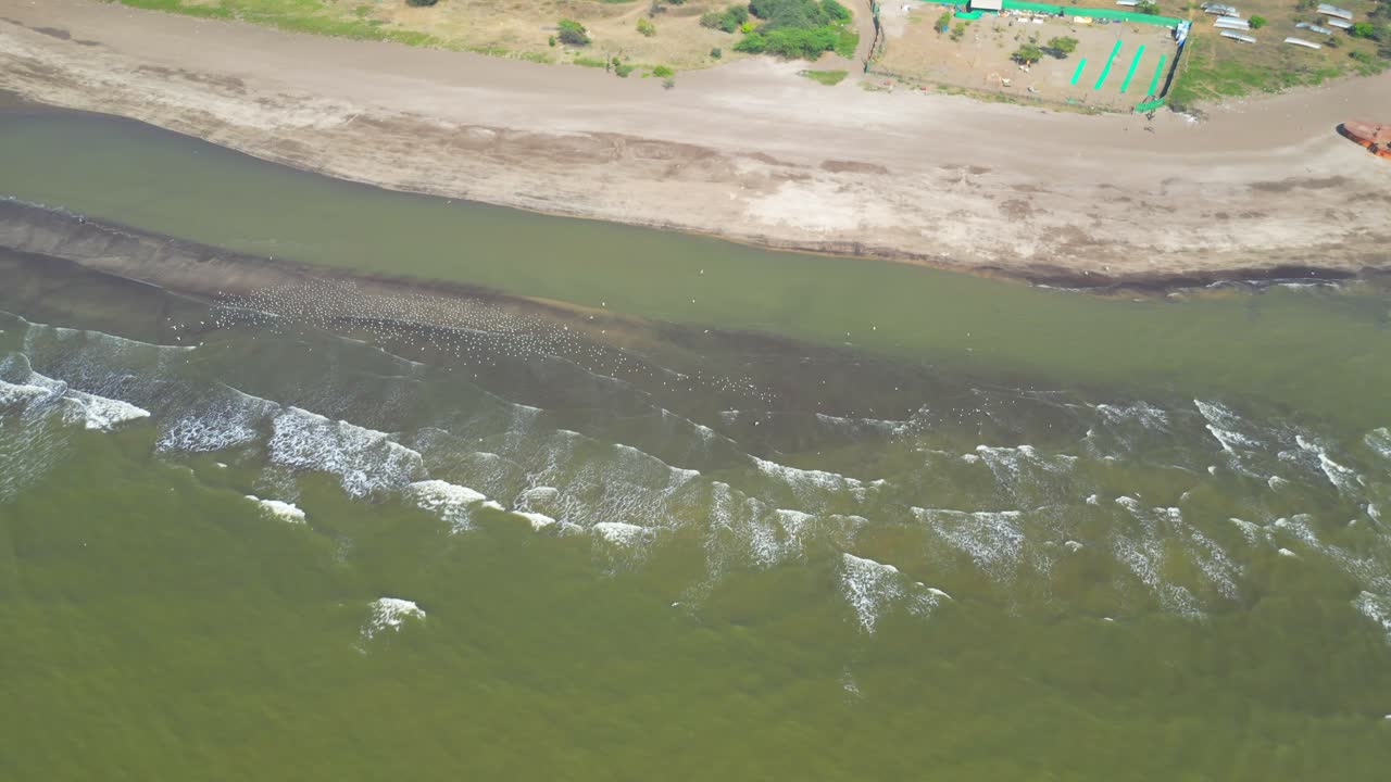 birds in river wide view