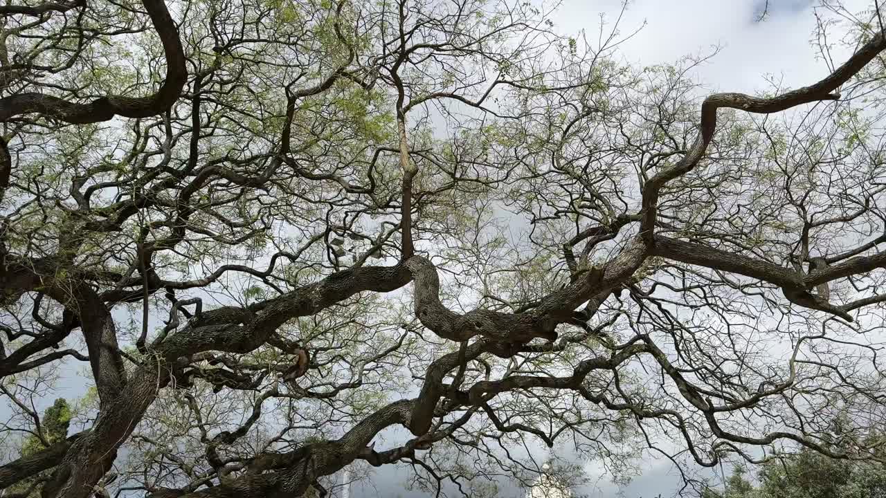 Twisted Tree Branches Against Cloudy Sky