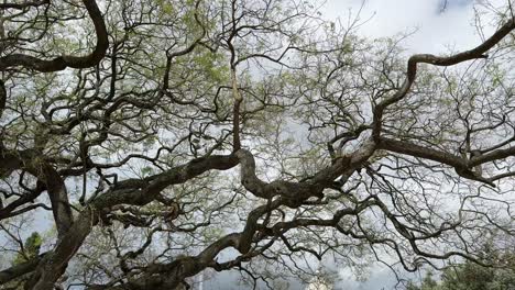 twisted tree branches against cloudy sky