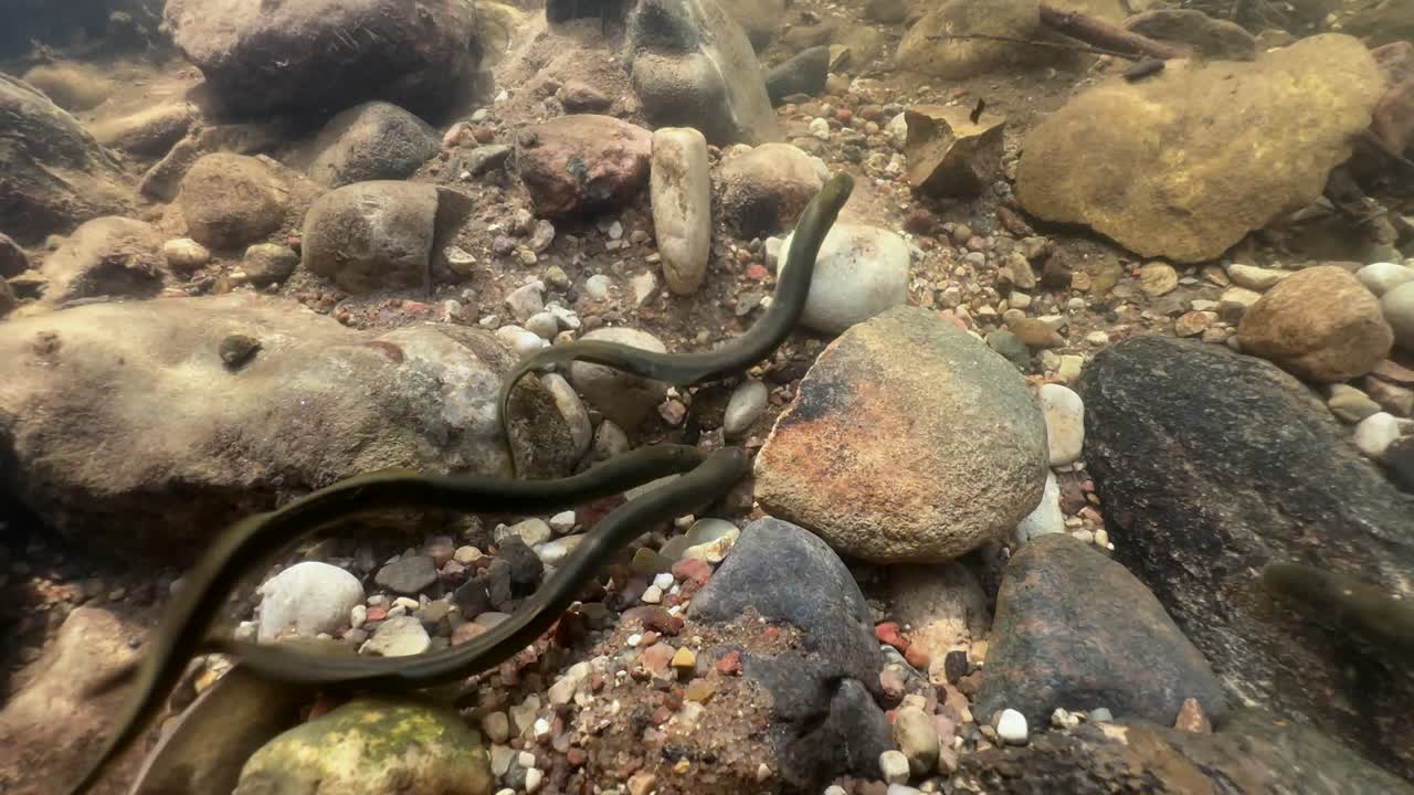 Brook lampreys (Lampetra planeri) preparing for spawning, Estonia.