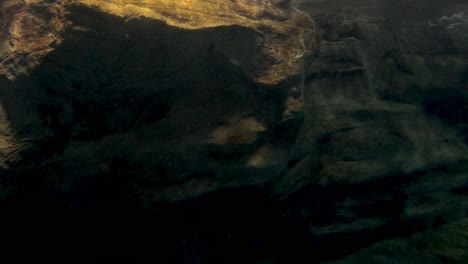 a dolphin swims gracefully in a sun-dappled underwater scene.