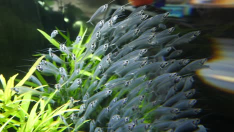 school of glass catfish in an aquarium