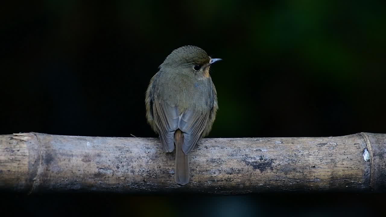 Hill Blue Flycatcher Perched on a Bamboo, Cyornis whitei