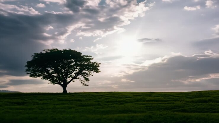 A single tree stands tall in a field of green grass under a bright blue sky with fluffy clouds.