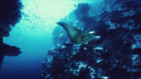 graceful manta ray swimming near coral reef in deep blue ocean waters