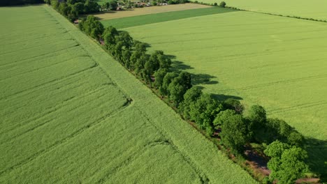 Gerade-Straße-Zwischen-Grünen-Feldern-Im-Sommer,-Distanzparallaxen-Drohnenaufnahme