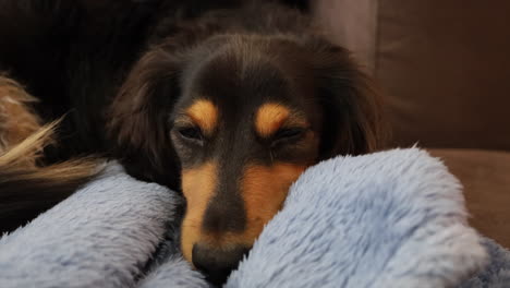 Sausage-dog-lies-on-a-blanket-at-home-blinking-sleepily