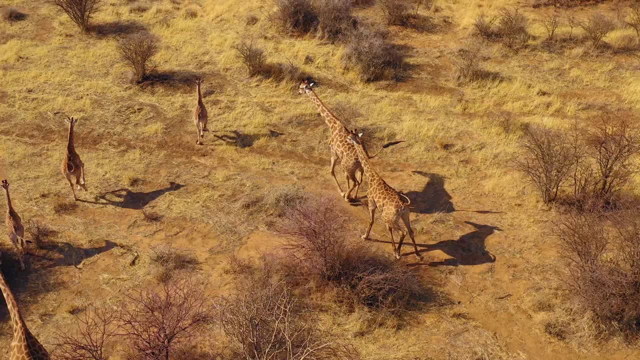 excelente antena de jirafas corriendo en la sabana en safari en el parque de vida silvestre de erindi namibia 2