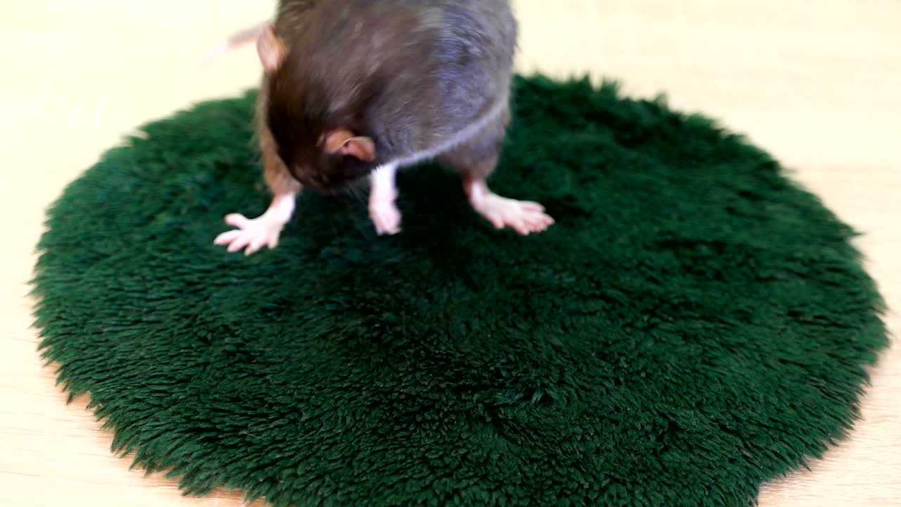 rata gris lavando de cerca