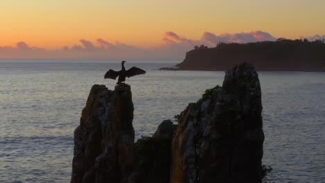 view of cathedral rock with cormorants bird on top at sunset in kiama downs, new south wales, australia - aerial shot