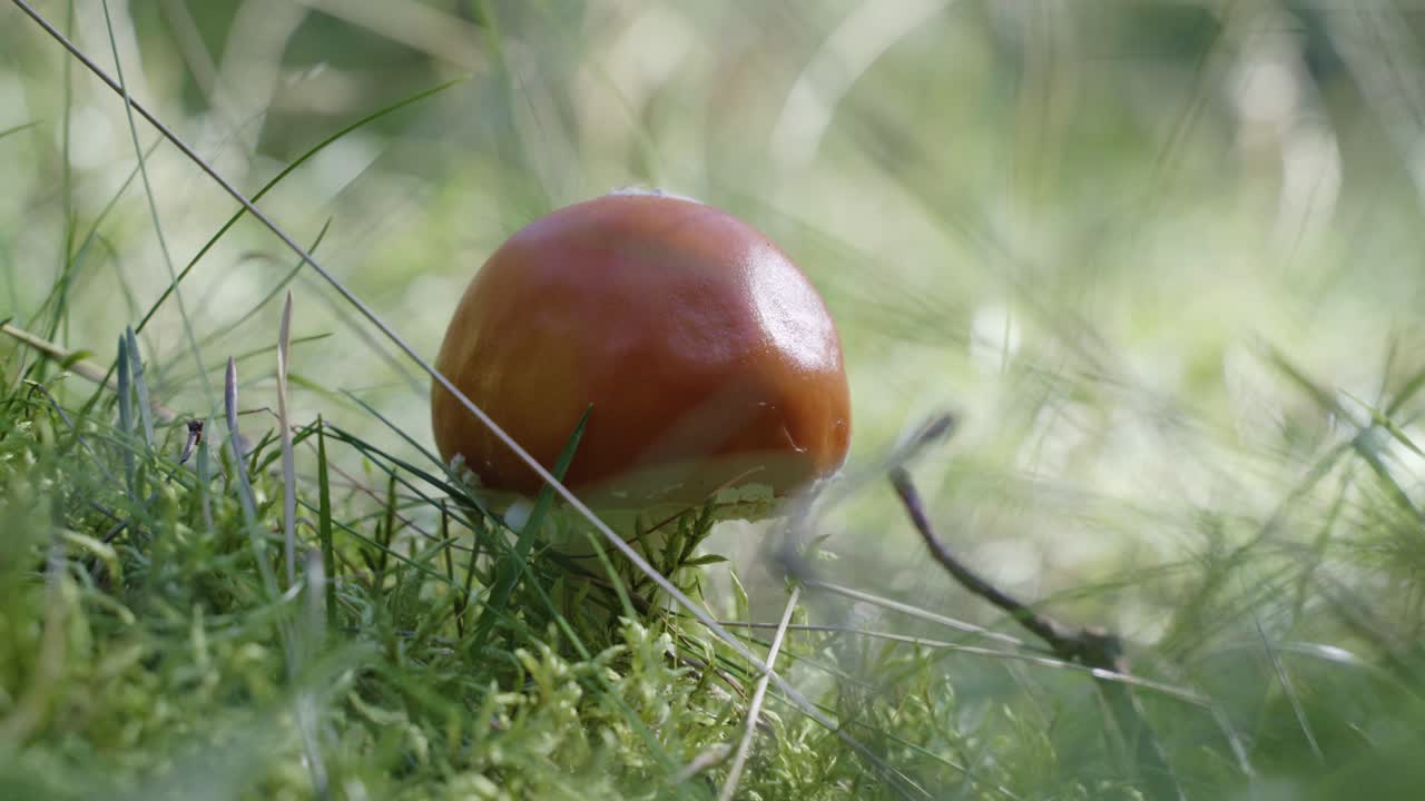 Mushroom growing in a forest. Summertime vibe, high grass