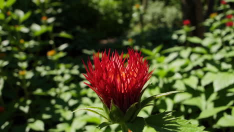 red flower bud in garden