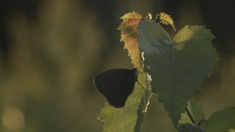 butterfly on a leaf