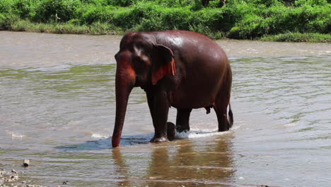 Elefant-Läuft-Durch-Den-Fluss