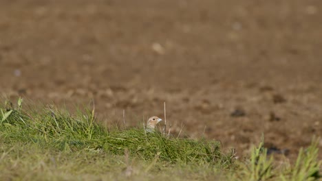 Perfect-closeup-of-gray-partridge-bird-walking-on-road-and-grass-meadow-feeding-and-hiding