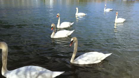 Hermosa-Familia-De-Cisnes-Blancos-En-El-Lago-De-Verano-Durante-El-Día-Soleado-En-Tiempo-Real,-Primer-Plano