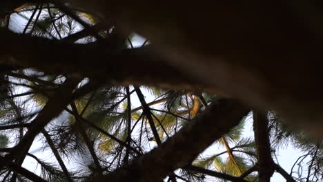 looking through the branches of a needle pine tree during sunset - close up