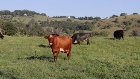 las vacas vagan y pastan en un pasto vibrante